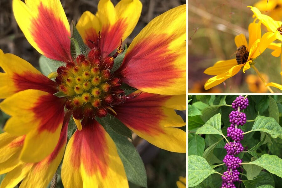 My Pollinator Pal A red and yellow blanket flower, a bee on a yellow narrow leaf sunflower and purple beautyberry berries.