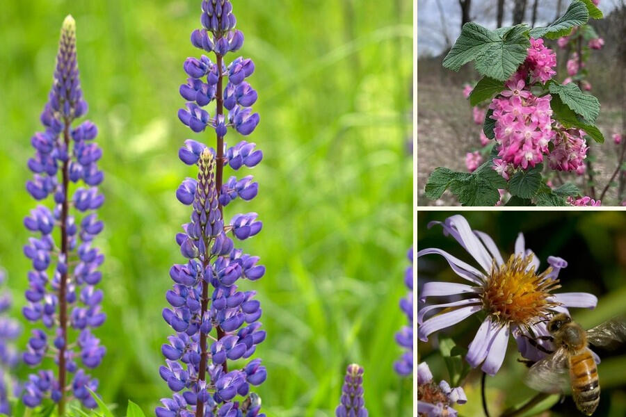 My Pollinator Pal Purple bigleaf lupine, pink red-flowering currant and a bee on a Douglas aster.